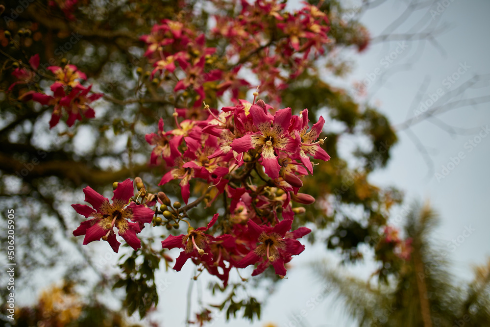 Blooming tree with pink flowers. Barbed tree bark. Blooming tree with pink flowers. Barbed tree bark.