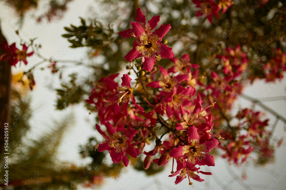 Blooming tree with pink flowers. Barbed tree bark. Blooming tree with pink flowers. Barbed tree bark.