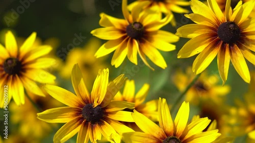 Yellow rudbeckia close-up in the botanical garden. Beautiful background of bright colors
