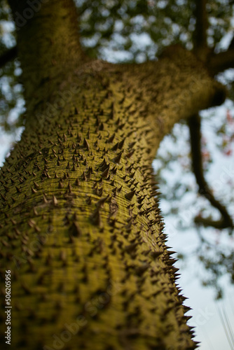 Tree trunk. Spiny tree bark.  