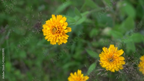 Yellow marigolds close up on a background of grass and greens