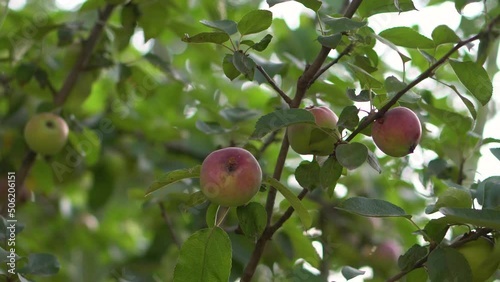 Tree with green-red apples in the garden. Delicious and healthy fruit