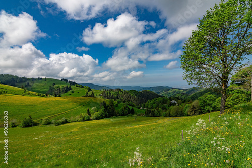 A green and yellow meadow on a small hill with beautiful clouds and blue sky in Black Forest National Park Germany