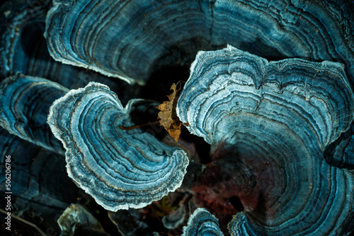 Tree mushroom under ultraviolet light. Blue and dark background