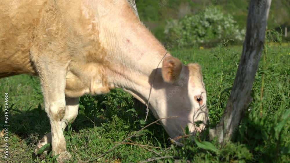 dairy cows grazing in the meadow. simental and charolais cows.pasture animals dairy cows grazing in the meadow. simental and charolais cows.pasture animals