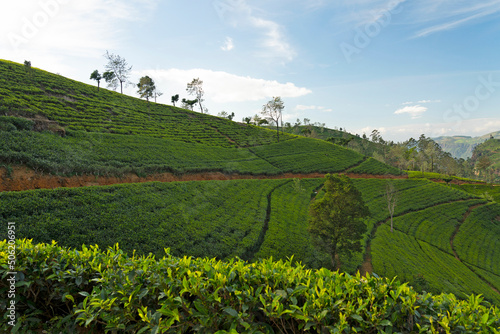 Tea fields green landscape, Nuwara Eliya green hills, Sri Lanka photo