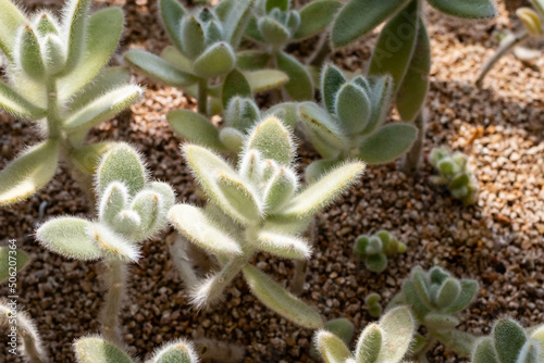 sunny day, Succulent plant. Kalanchoe eriophylla photo