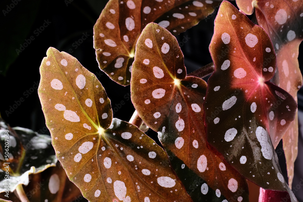 Begonia maculata plant on black background. Trout begonia leaves with
