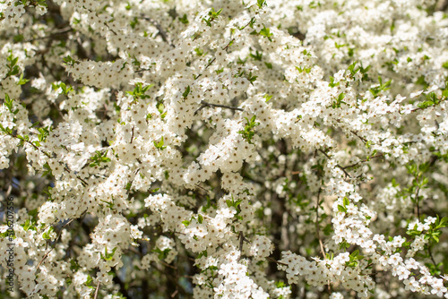 White flowers bloom on a branch. Close-up. The concept of spring, summer, flowering, holiday. Image for banner, postcard.