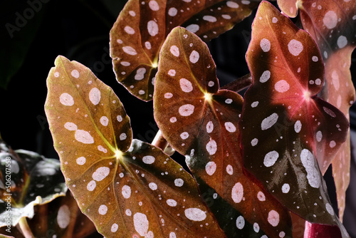 Begonia maculata plant on black background. Trout begonia leaves with white dots and metallic shimmer, close up. Spotted begonia houseplant with pink lanceolate leaves and red underside. photo
