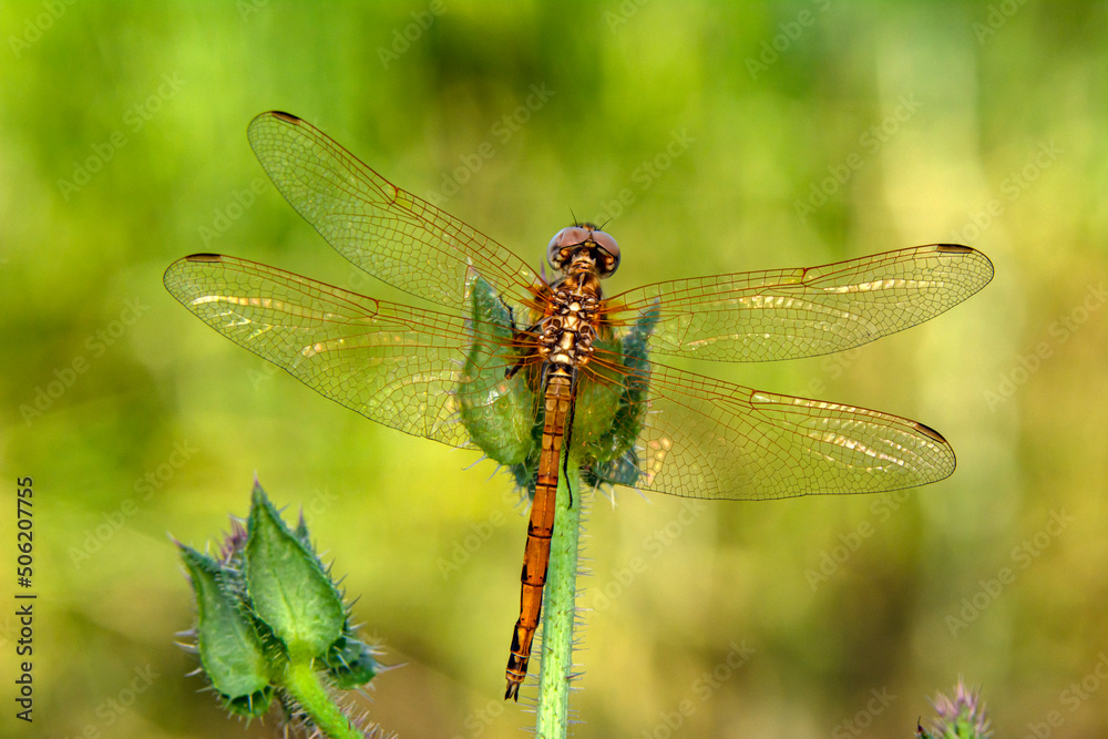 Macro shots, Beautiful nature scene dragonfly. Macro shots, Beautiful nature scene dragonfly.