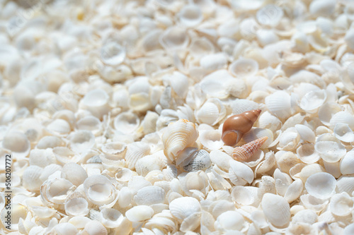 Shell on a beach of shells. 
