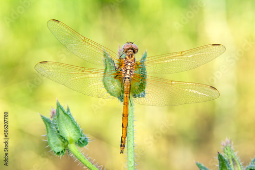Macro shots, Beautiful nature scene dragonfly.   