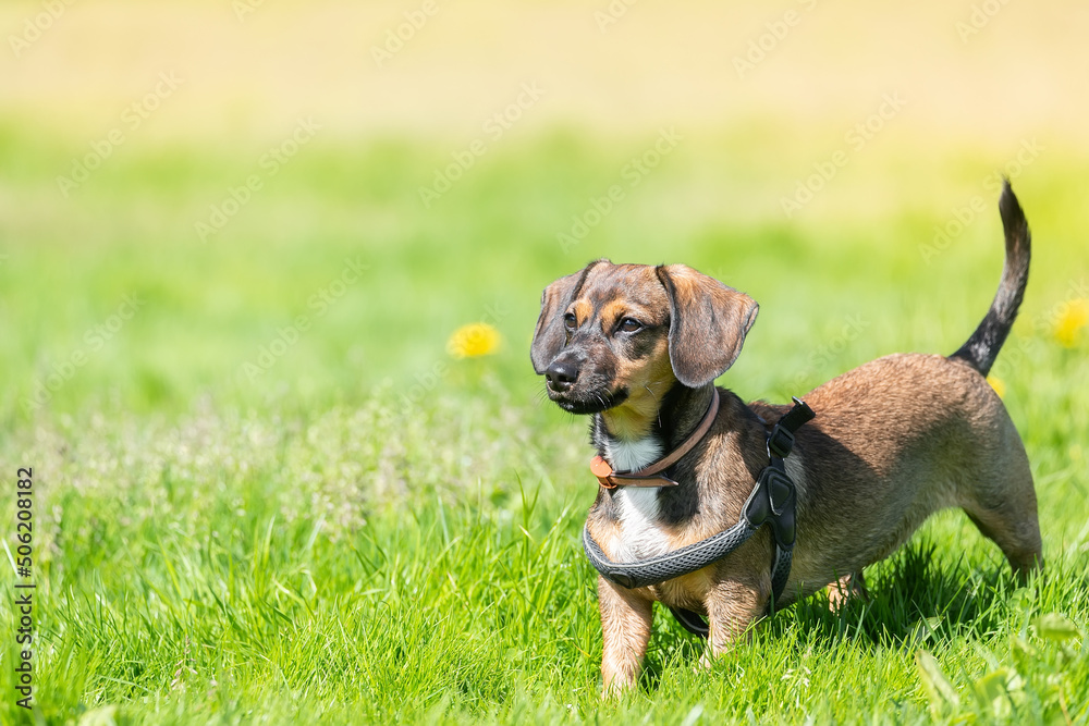 Miniature Dachshund standing in long grass.