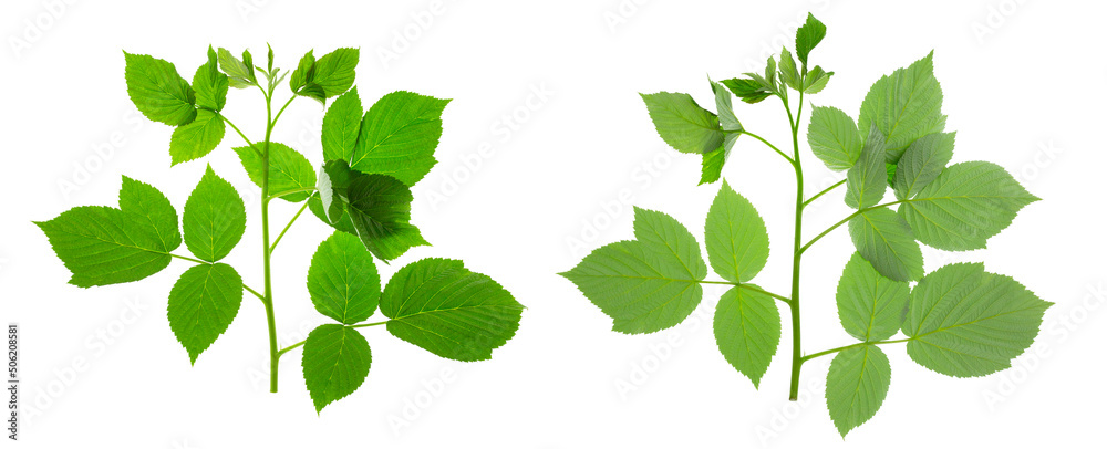 set : young raspberry sprouts with branches and green leaves isolated on white background. growing plant. set : young raspberry sprouts with branches and green leaves isolated on white background. growing plant.