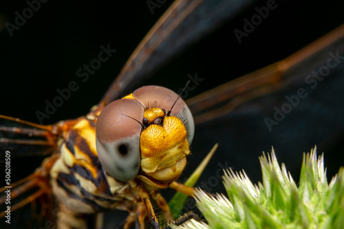 Extreme macro  shots, showing of eyes dragonfly detail. isolated on  background.