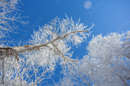 Branches covered with snow against the blue sky. Sabaduri forest. Landscape photo