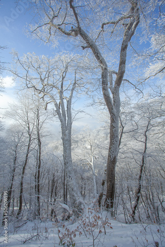 Trees covered with snow in Sabaduri forest, winter landscape © k_samurkas