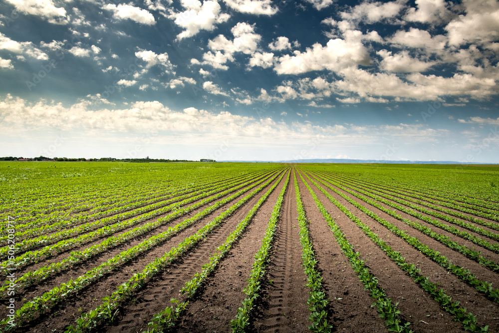 Soybean field with rows of soya bean plants