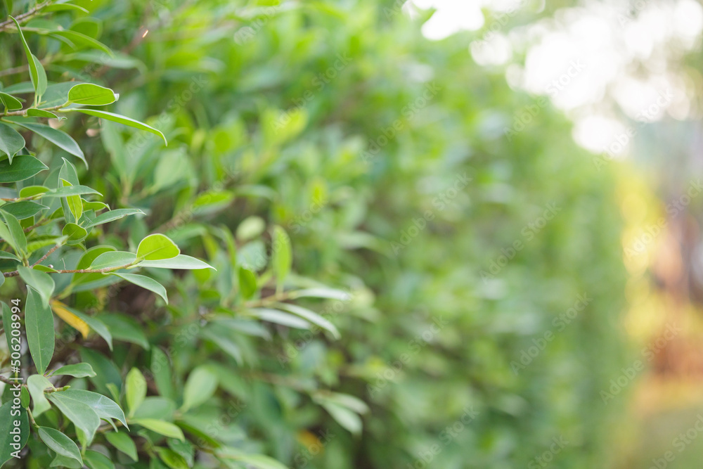 Blur plant green leaf in garden with bokeh background Blur plant green leaf in garden with bokeh background