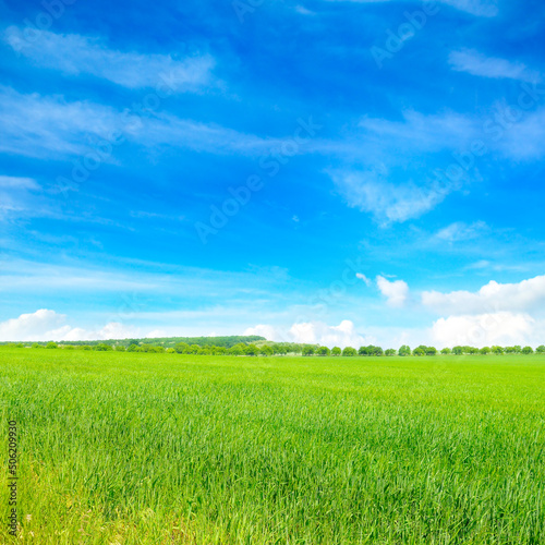 Green wheat field and blue sky. Beautiful spring landscape.