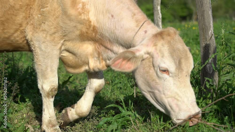 dairy cows grazing in the meadow. simental and charolais cows.pasture animals dairy cows grazing in the meadow. simental and charolais cows.pasture animals