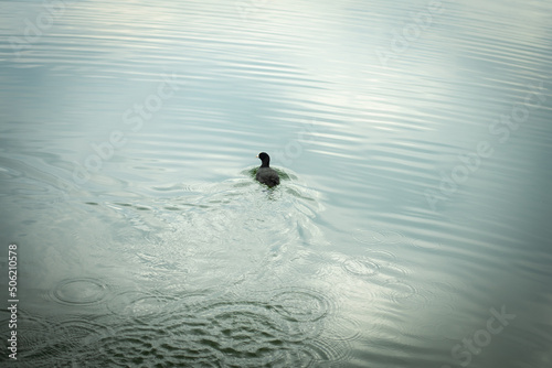 A black bird with a white beak floats on the water