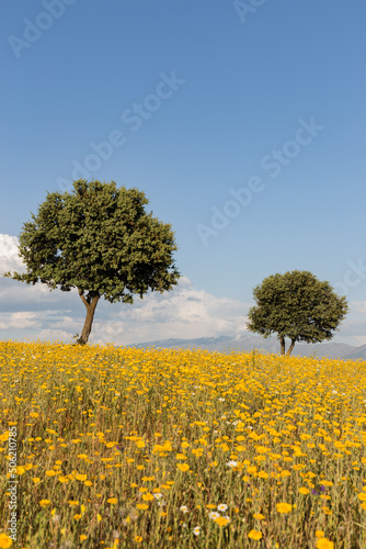 Yellow daisies with oak and mountain background with clouds