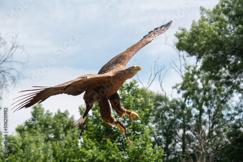 Majestic Golden Falconry Eagle with fully stretched wings