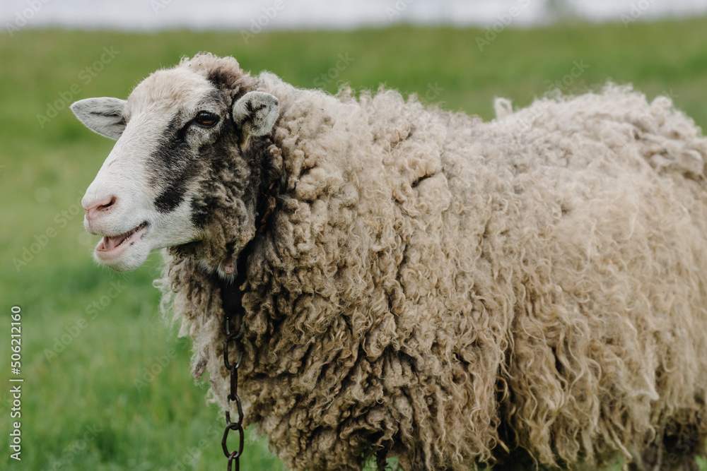 Sheep in the countryside. Sheep is chewing grass. Sheep is posing for the camera. Lovely lambs. Sheep in the countryside. Sheep is chewing grass. Sheep is posing for the camera. Lovely lambs.