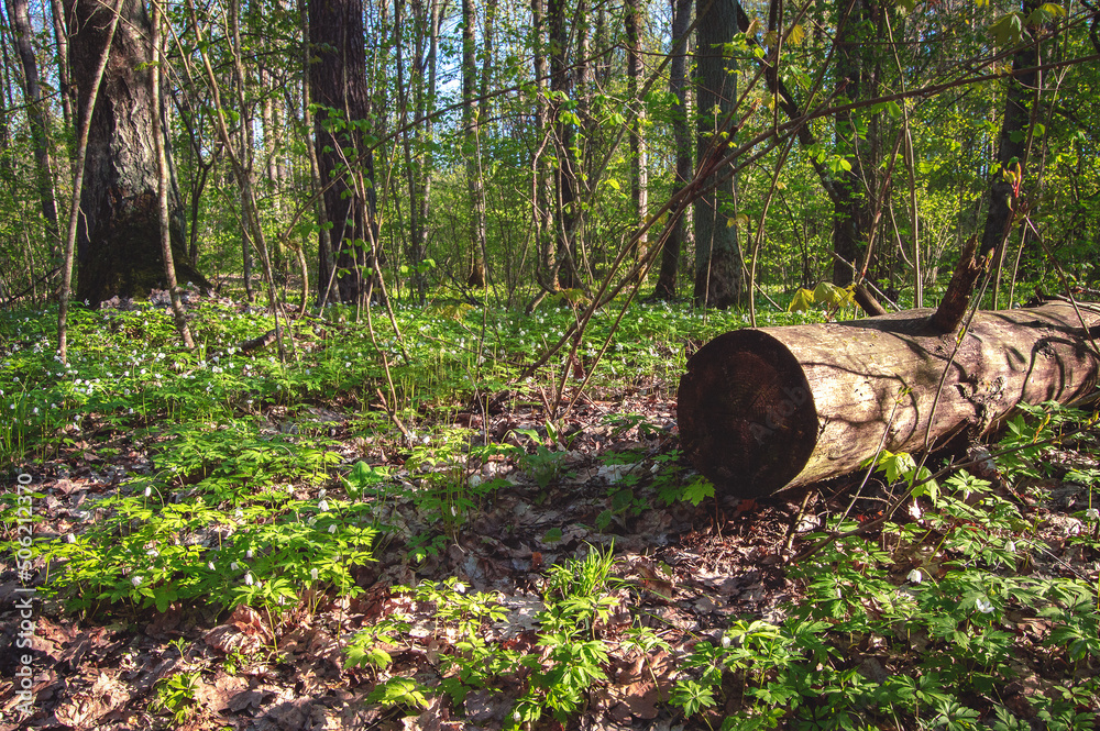 An old sawn tree trunk lies among the trees in a forest with fresh green foliage, sunbeams. Soft selective focus An old sawn tree trunk lies among the trees in a forest with fresh green foliage, sunbeams. Soft selective focus