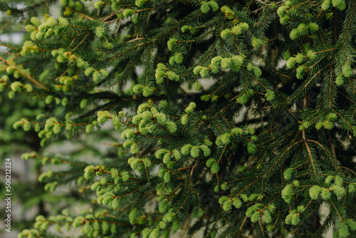  Traditional green Christmas tree on the street in the Christmas season.