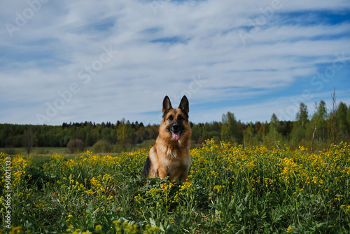 Quadro em tela Charming dog in blooming yellow field in flowers in summer or late spring