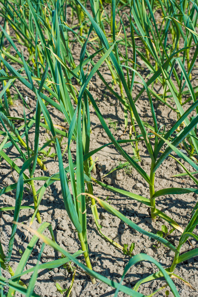 Obraz premium young garlic in the garden