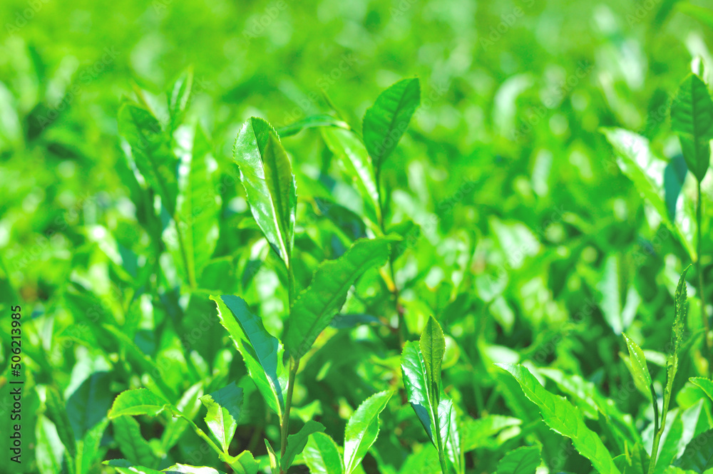 Fototapeta premium お茶の若葉