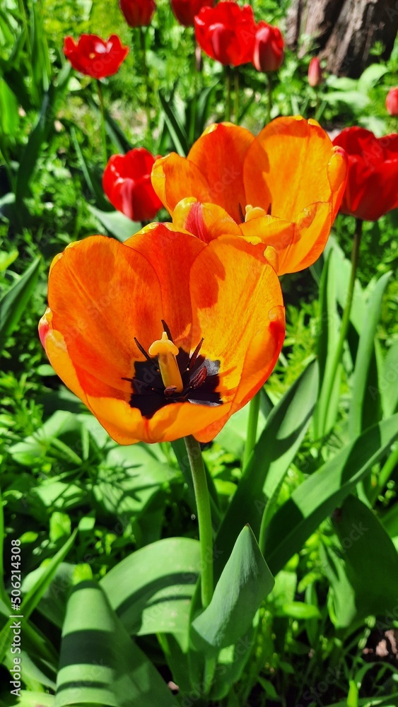Early spring bright blooming tulips in Ukraine Early spring bright blooming tulips in Ukraine