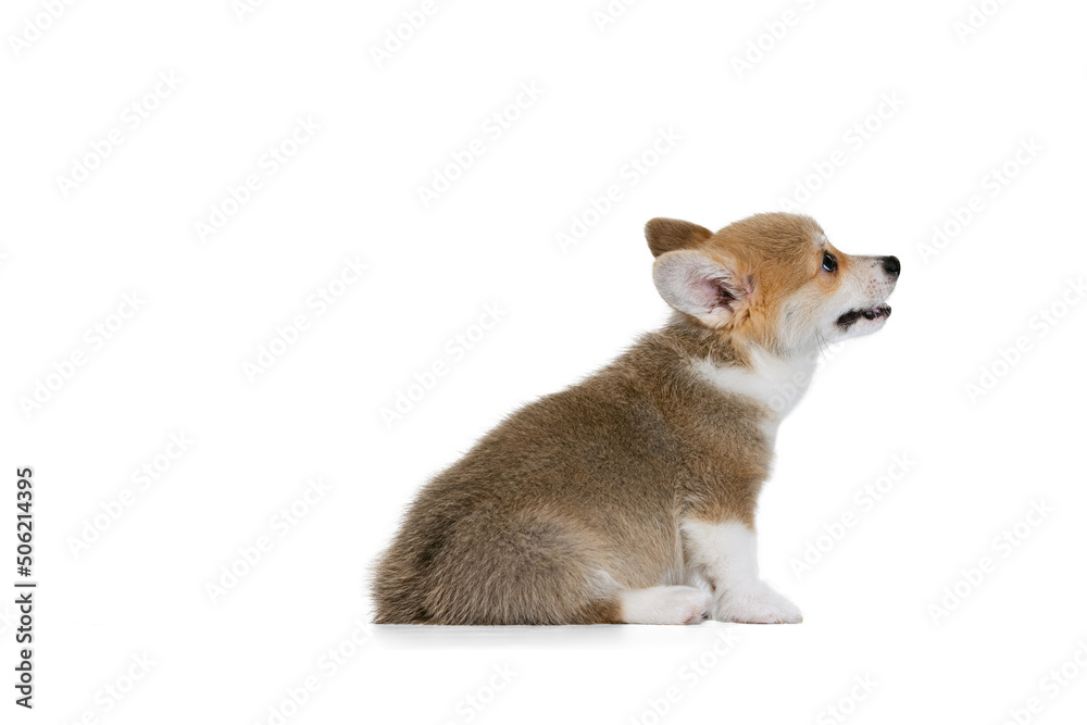 Full-length portrait of cute puppy of Welsh corgi dog posing isolated on white studio background. Concept of motion, pets love, animal life.