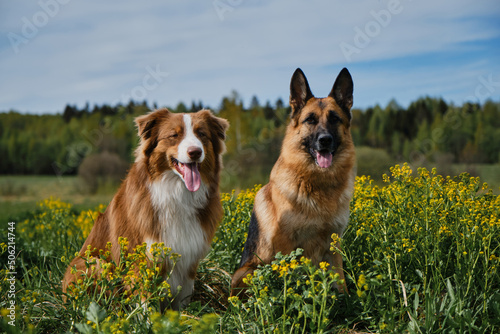 Wall Mural Best friends on walk