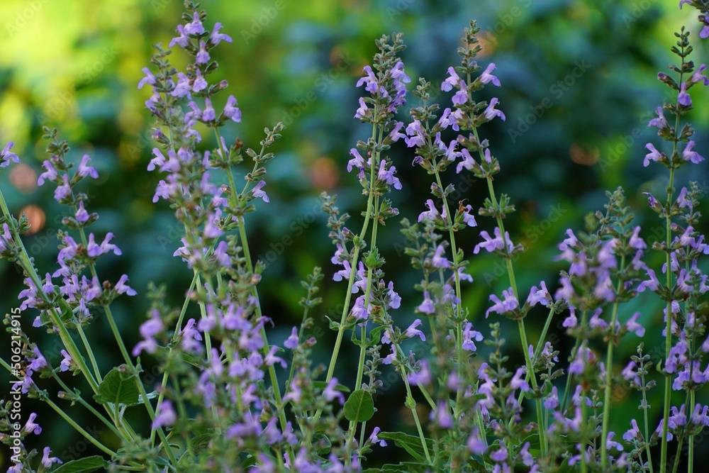 Obraz premium Sage flower in bloom.