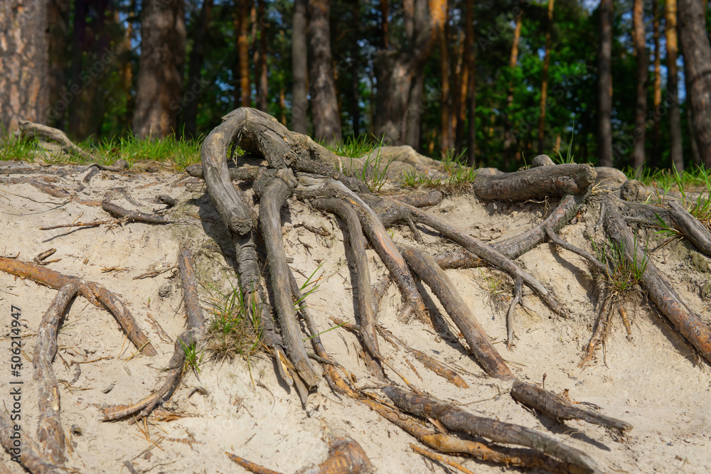 Old pine tree roots coming above the ground Old pine tree roots coming above the ground