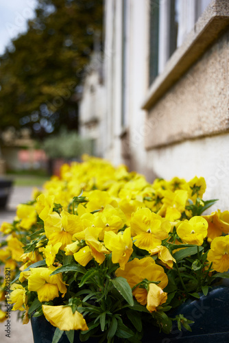Yellow flowers. Decoration in a pot on the street of a city