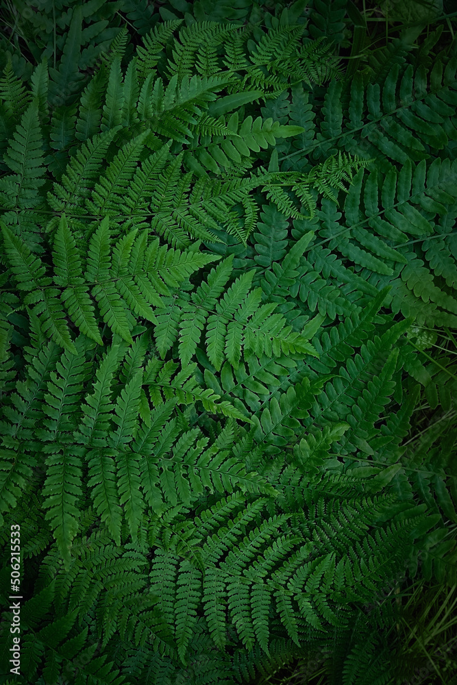 Green fern leaves texture, dark natural forest background. Beautiful wild plants leaves pattern. fern - symbol of litha sabbath, sacred plant of wicca. top view