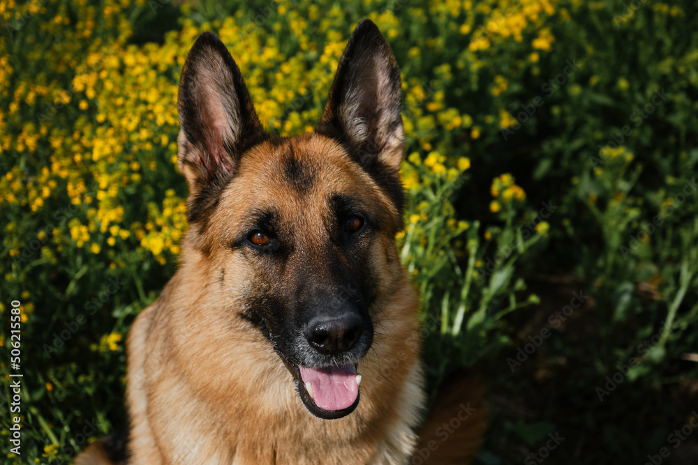 Charming thoroughbred dog in blooming yellow field in flowers in summer or late spring. Beautiful black-and-red German Shepherd sits in rapeseed field and smiles. Top view, close-up portrait. Charming thoroughbred dog in blooming yellow field in flowers in summer or late spring. Beautiful black-and-red German Shepherd sits in rapeseed field and smiles. Top view, close-up portrait.