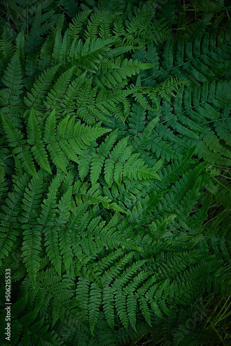 Green fern leaves texture  dark natural forest background. Beautiful wild plants leaves pattern. fern - symbol of litha sabbath  sacred plant of wicca. top view