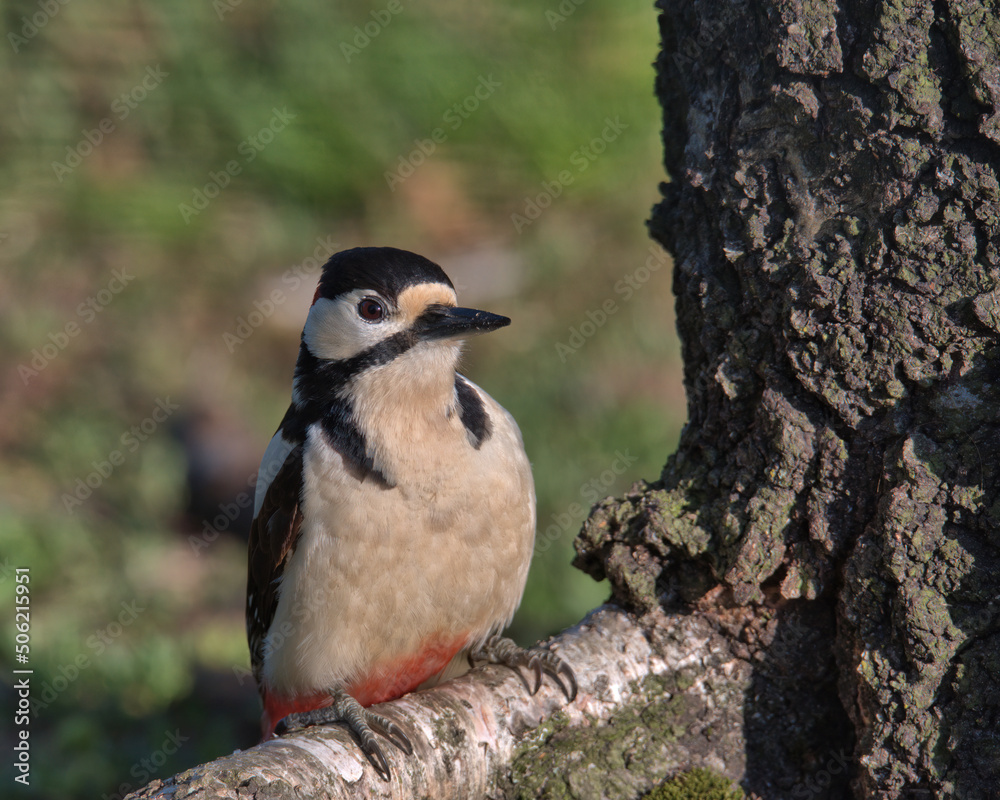 Obraz premium Male great spotted woodpecker perched on a tree root.