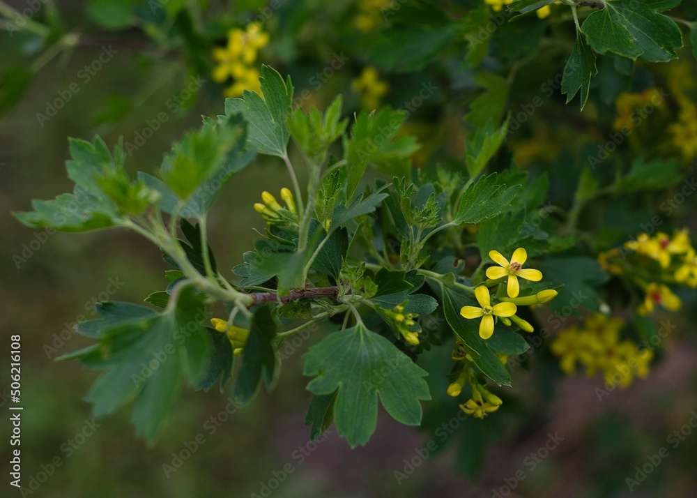 yellow currant flowers in the spring garden 2 yellow currant flowers in the spring garden 2