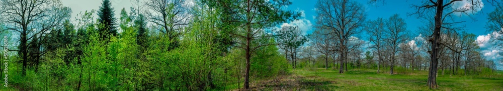 Spring forest and field on a background of blue sky