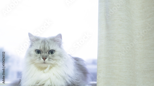 窓際に座っている胸に毛玉ができた白い長毛のネコ -  シルバーコートのミヌエット photo