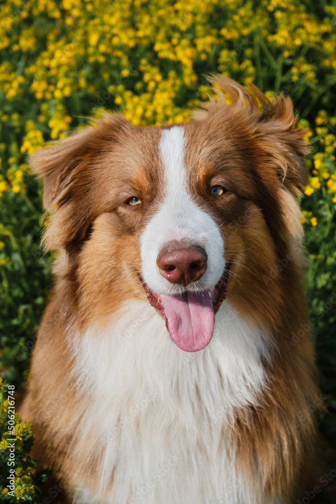 Charming thoroughbred dog in blooming yellow field in flowers in summer or late spring. Beautiful brown Australian Shepherd puppy sits in rapeseed field and smiles. Top view, close-up portrait.