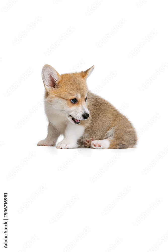 Cute puppy of Welsh corgi dog posing isolated on white studio background. Concept of motion, pets love, animal life.